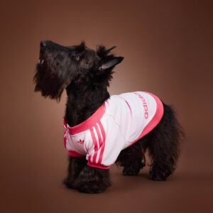 Pet Fashions